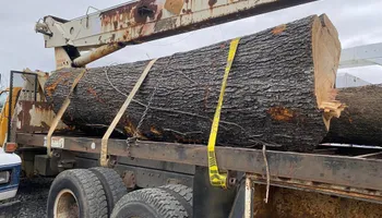 Tree Removal for Lance Tree Service in Tellico Plains ,  TN