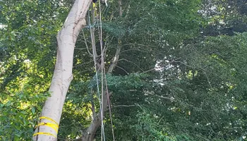 Tree Trimming & Removal for Freedom Outdoor Services in Glen Mills, PA