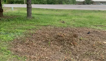  Tree Trimming and Removal for Blade Runner Landscapes in Austin, TX