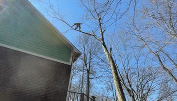 Tree Removal for Merriman's Tree Service in Nineveh,  IN
