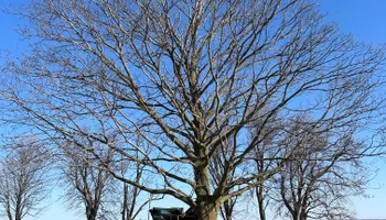 Tree Removal for Fransen's Tree Service  in Freeport, IL