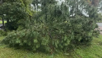 Tree Removal for Hawkins Tree Service & Land Management in Richmond Hill, GA