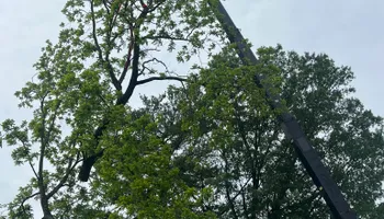 Tree Removal for Etherton’s Tree Service in Quinton, NJ