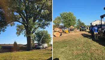Tree Removal for Optimum Tree Service And Landscaping in Bowling Green, KY