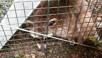 Armadillo Control for Toppers Wildlife Removal in Garland, TX