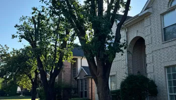 Tree Removal for Year Round Trees & Concrete Inc. in Fort Worth, TX