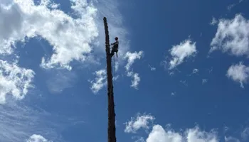 Tree Removal for Ascension Tree Care LLC in Yakima County, WA