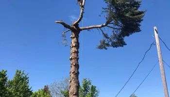 Tree Removal for King & Sons Urban Forestry in Coeur d'Alene, ID