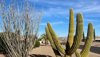 Tree Removal for A to Z Grounds Keeping in Sierra Vista, AZ