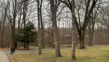 Tree Removal for Ramirez Tree Care in Pontiac, Michigan