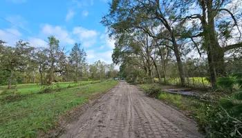Tree Trimming for American Tree Masters in Alvin, TX