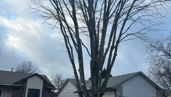 Tree Removal for Tree Life Tree Service in Wichita, KS
