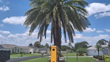 Tree Removal for Highlands Tree Service LLC in Avon Park, FL