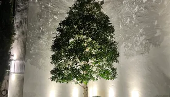 Landscape Lighting for Delta Lightscapes Outdoor Lighting in Memphis, TN