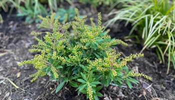 Erosion Control / Water Management for Christina King Landscape Design in Raleigh, NC