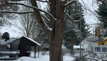 Tree Removal for Fransen's Tree Service  in Freeport, IL