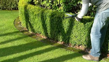 Tree Removal for Rush Tree Specialist in Knoxville, TN