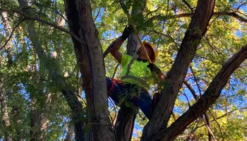 Tree Removal for Village Tree Service  in Whitestown, IN