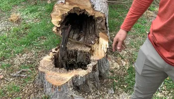 Tree Pruning for Braun Tree Service  in Floresville, Texas