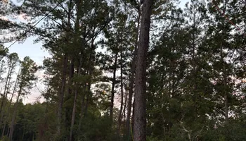 Tree Removal for Hawkins Tree Service & Land Management in Richmond Hill, GA