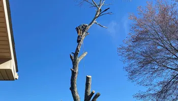 Tree Removal for Revival Tree Management in Chattanooga, TN