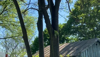 Tree Removal for Gray's Tree Service  in Shenandoah County, VA