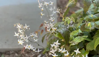 Erosion Control / Water Management for Christina King Landscape Design in Raleigh, NC