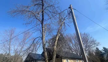 Tree Removal for K and Z Tree Care in Andover, MN