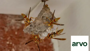 General Pest Control for Arvo Pest Control in Sandy, UT