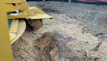 Tree Removal for J&M Stump Grinders LLC in Douglasville, GA