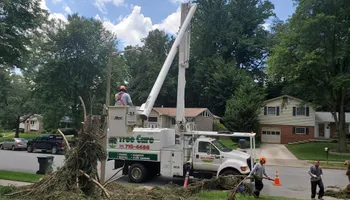 Tree Removal for W D Giampa Lawns and Landscape Inc. in Independent Hill, VA