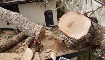 Tree Removal for Spruce Creek Tree Service in Port Orange, FL