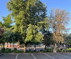 Tree Removal for Sammy's Tree Services in Sacramento, CA