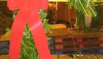 Pinestraw for BAM Another Pinestraw Lot in Flowery Branch, GA