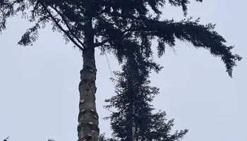 Tree Removal for A&J WA Tree Services in Kent, WA