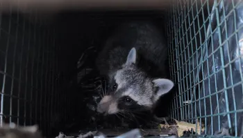 Residential Wildlife Control for Topper's Wildlife Removal in Garland, TX