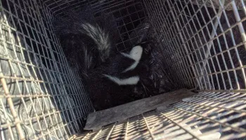 Residential Wildlife Control for Topper's Wildlife Removal in Garland, TX