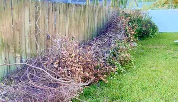 Tree Removal for The Third Day Land Management Company  in Tampa,  FL
