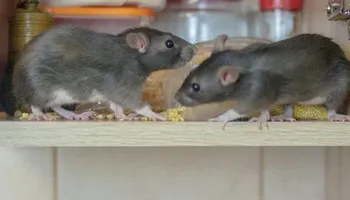 Bed Bug Heating Service for Platinum Pest Control in Spring Hill, FL