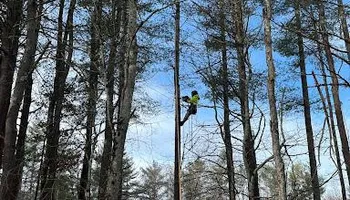 Tree Removal for Licensed to Cut Tree Service in Athens, PA