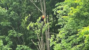 Tree Removal for Licensed to Cut Tree Service in Athens, PA