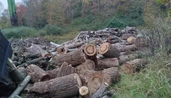 Tree Removal for KJ’s Tree Service & More LLC in Fraziers Bottom, WV