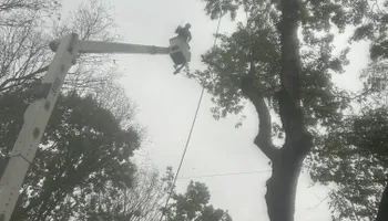 Tree Removal for Cross Family Tree Service in Kearney, MO