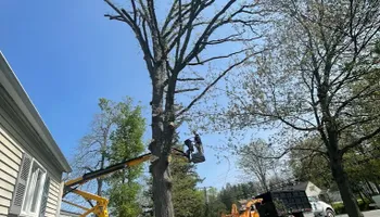 Tree Removal for Mays Tree and Stump Removal in Alden, NY