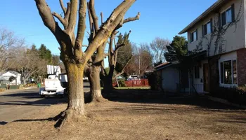 Tree Removal for Lalo's Tree Service in Willows, CA