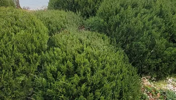 Lawn Maintenance for Great Lakes Lawn & Landscape in knoxville, TN