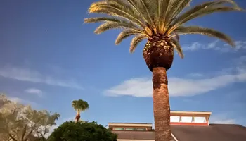 Tree Removal for Freedom Tree Pros in Melbourne, FL