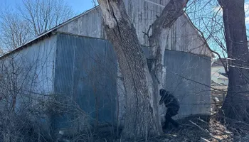 Tree Removal for Fransen's Tree Service  in Freeport, IL