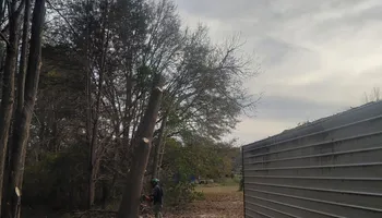 Tree Removal for MTJ Tree Removal LLC in Zebulon, NC