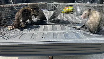 Hogs for North Brevard Wildlife Solutions in Mims, FL